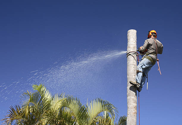 How Our Tree Care Process Works  in  South San Jose Hills, CA