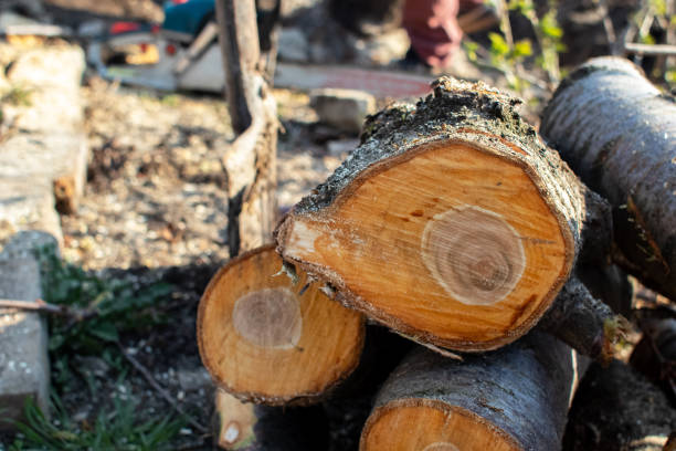 Tree and Shrub Care in South San Jose Hills, CA